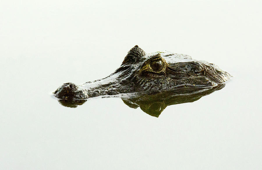 That's a Croc Photograph by Carl R Schneider - Fine Art America