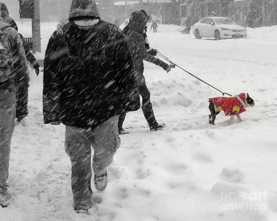 Thats a Good Boy - Winter in New York Photograph by Miriam Danar