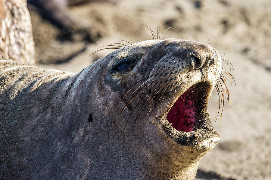 Thats a mouth full Photograph by Paul Freidlund