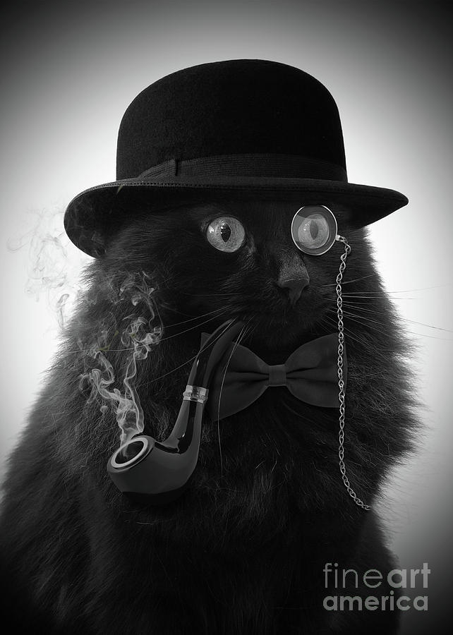 Baron von meowsberg