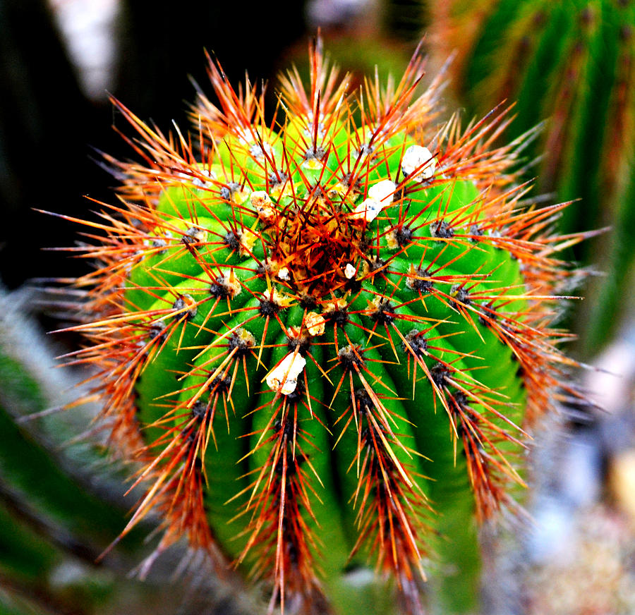 Desert Photograph - Thats Not a Pricker Bush- Cactus by Elizabeth Palmer