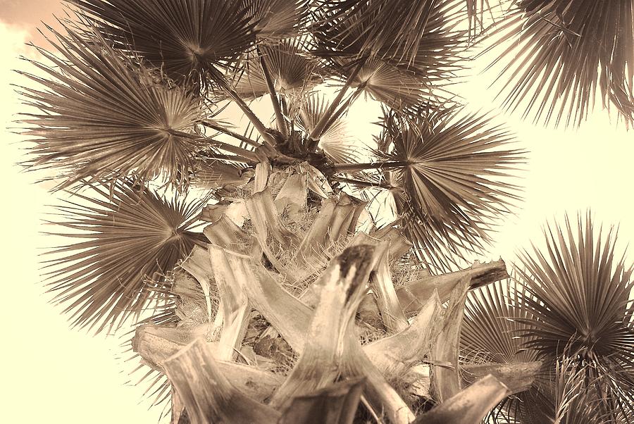 Black And White Photograph - Thats What Fronds Are For by David Coleman
