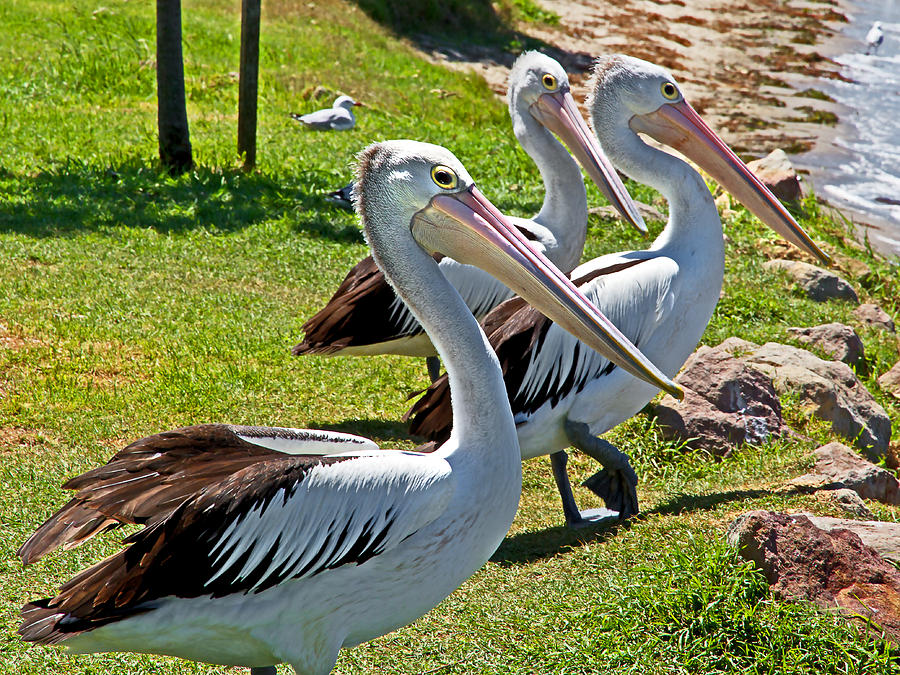 Pelican Photograph - The 3 Amigos by Miroslava Jurcik