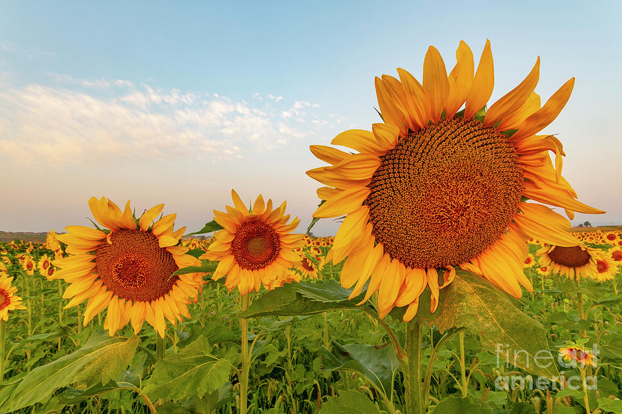 Sunflower Photograph - The 3 Amigos by Ronda Kimbrow