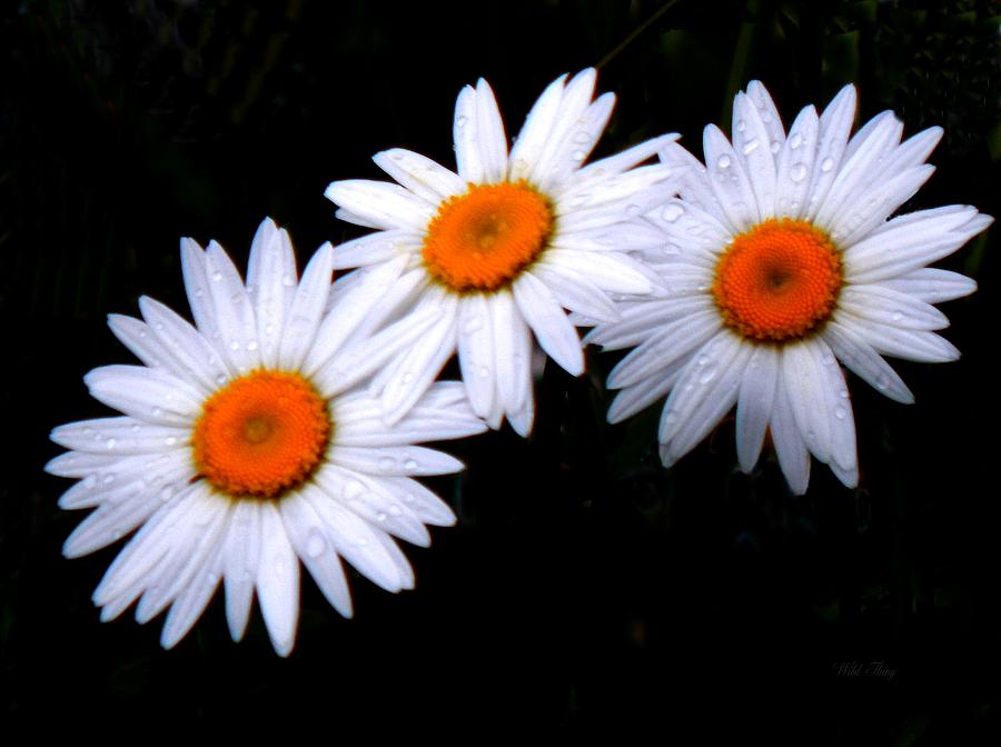 3 Daisies Photograph by Wild Thing