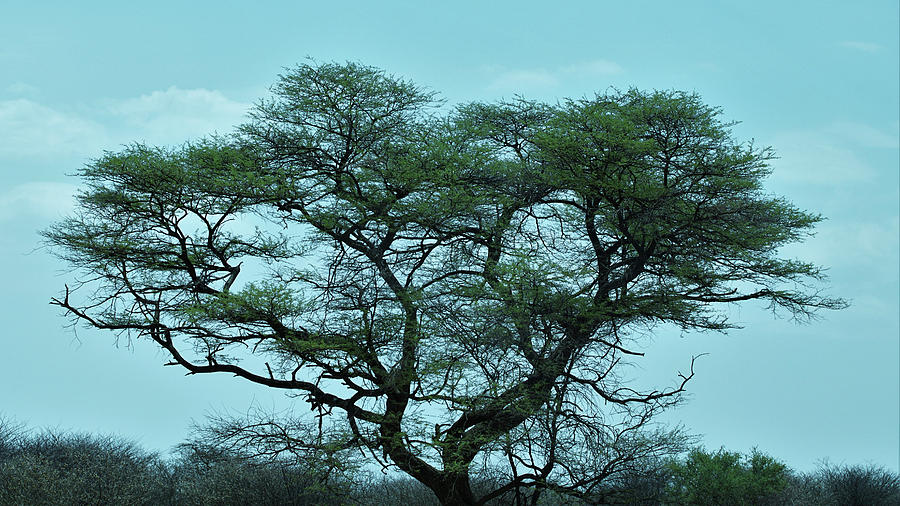 The Acacia Tree 2 Photograph by Ernest Echols