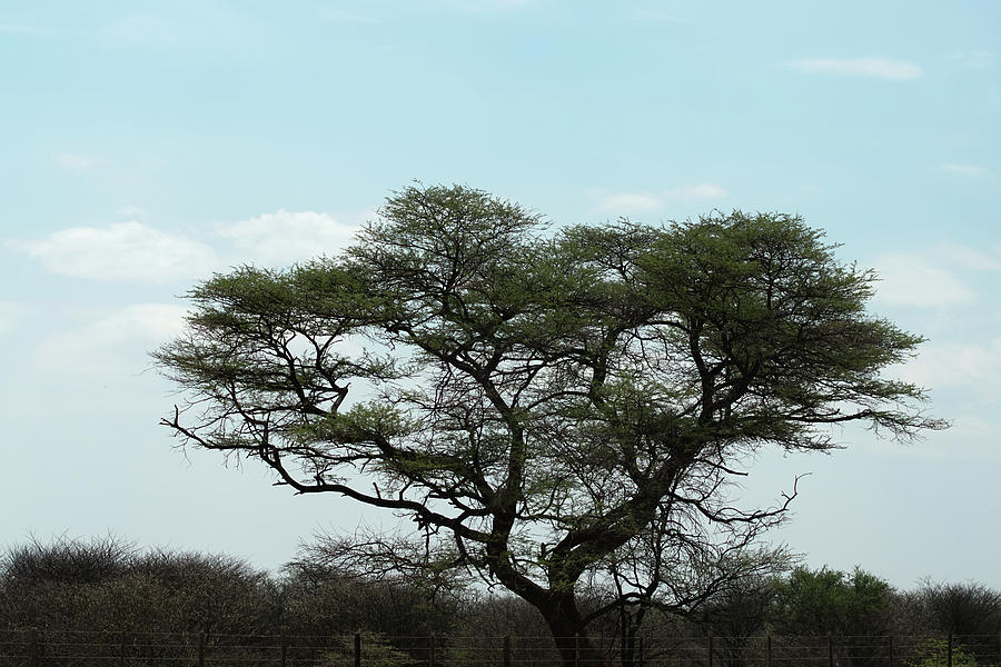 The Acacia Tree Photograph by Ernest Echols