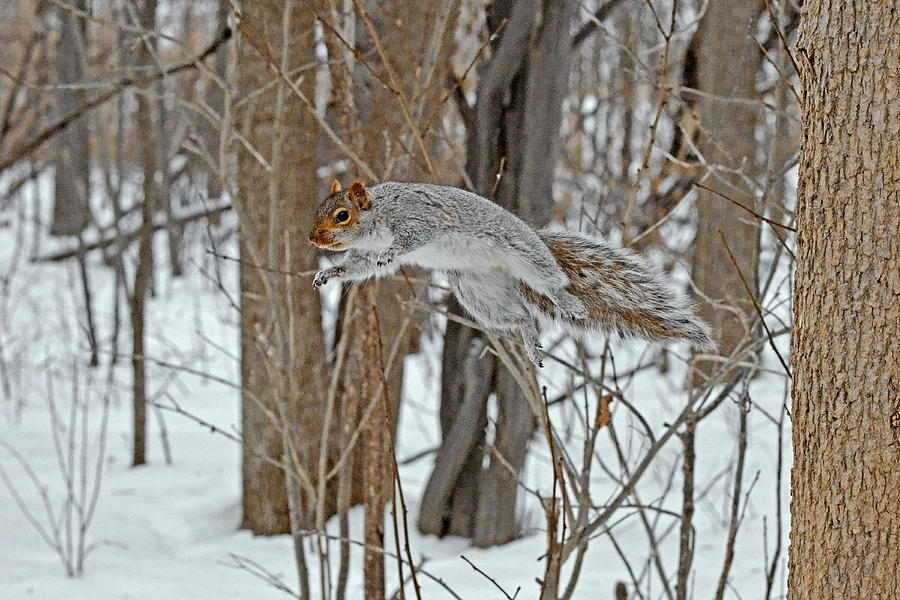 The acrobat of the forest Photograph by Asbed Iskedjian - Fine Art America