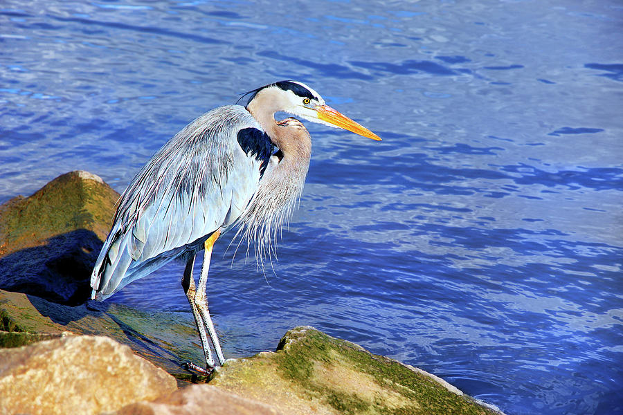 Heron Photograph - The Act Of Watching by Iryna Goodall