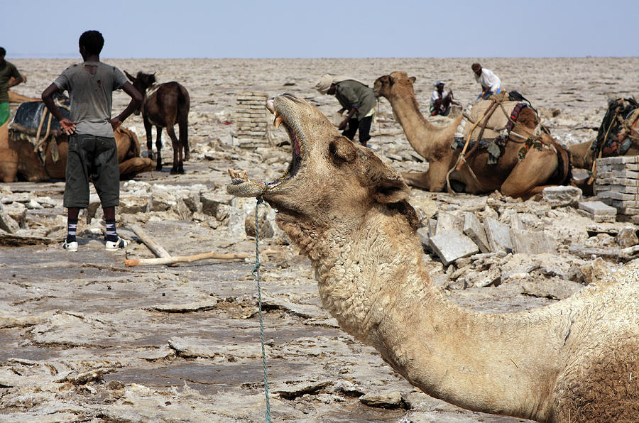 The Afar People And Their Camels Photograph by Aidan Moran