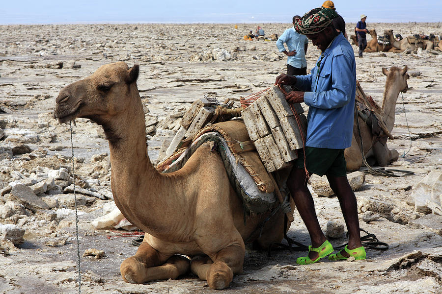 Camel Photograph - The Afar People  by Aidan Moran