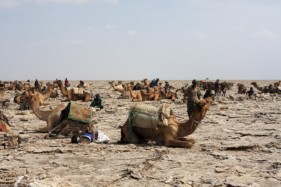 Camel Photograph - The Afar Salt Miners, Ethiopia by Aidan Moran