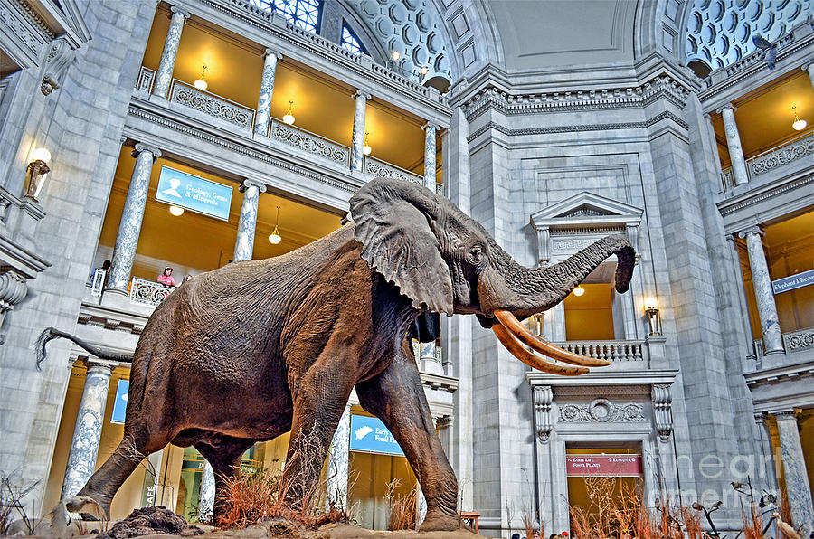 The African Bush Elephant in the Rotunda of the National Museum of Natural History Photograph by Jim Fitzpatrick