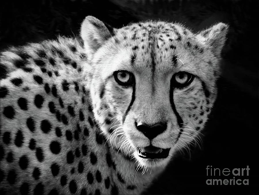 The African Cheetah  Photograph by Savannah Gibbs