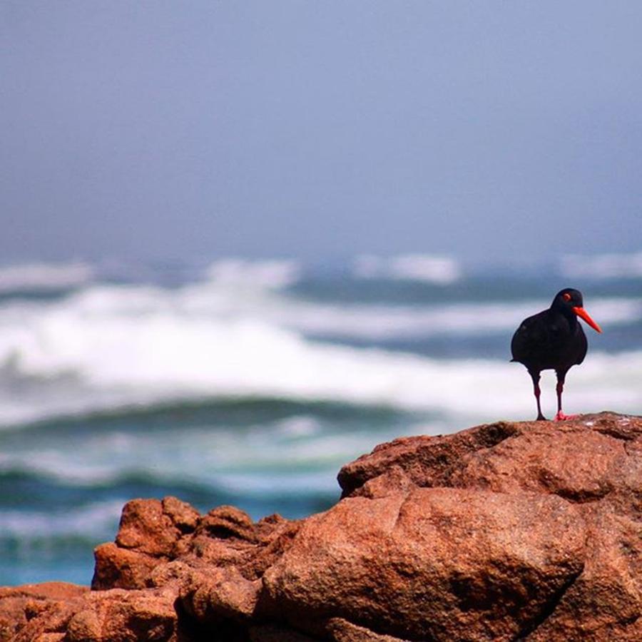 Nature Photograph - The African Oystercatcher #langebaan by Mark Nowoslawski