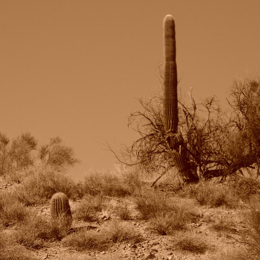The Ageless Sonoran Desert  Photograph by Bill Tomsa