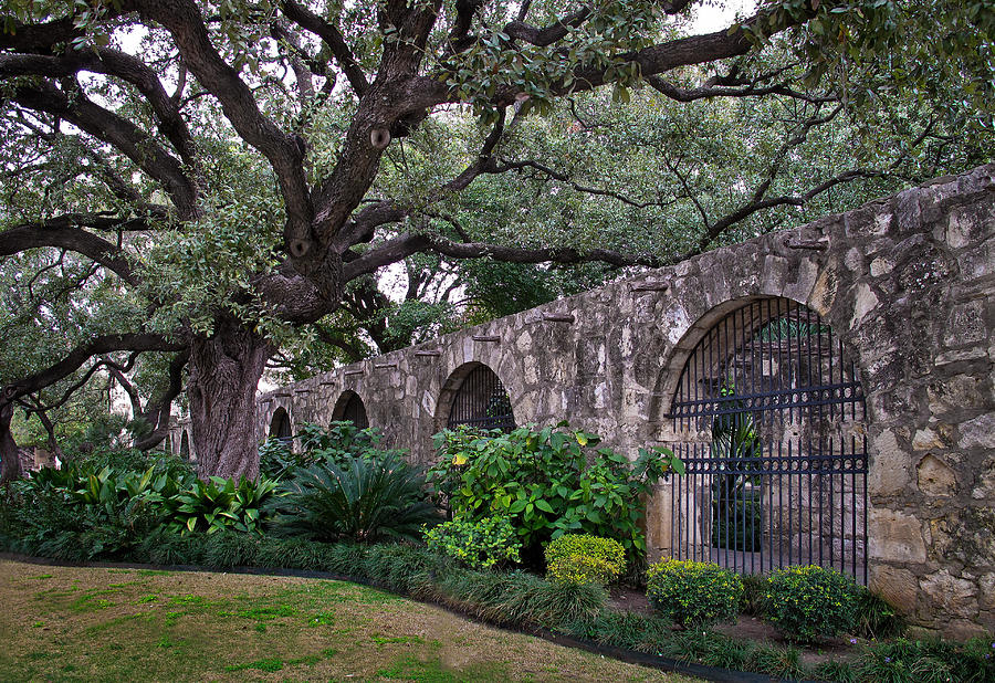 San Antonio Photograph - The Alamo Oak by David and Carol Kelly