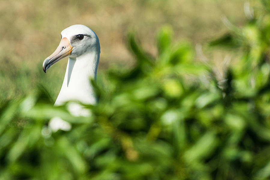 The Albatross Photograph by Leonardo Dale