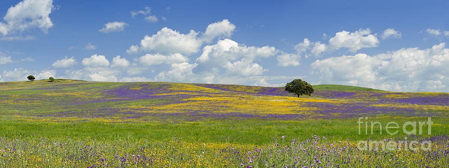 The Alentejo plain Photograph by Mikehoward Photography