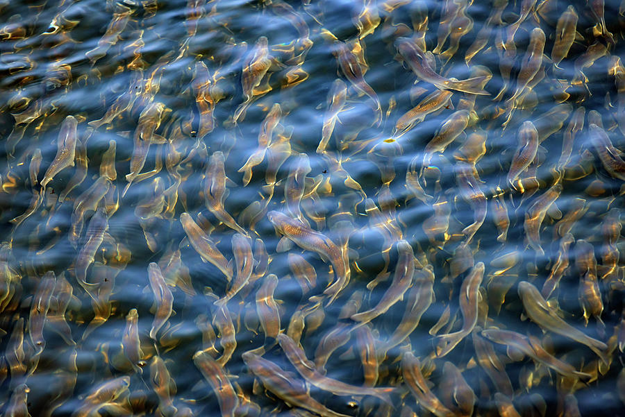 Alewife Photograph - The Alewife Are Running by Rick Berk
