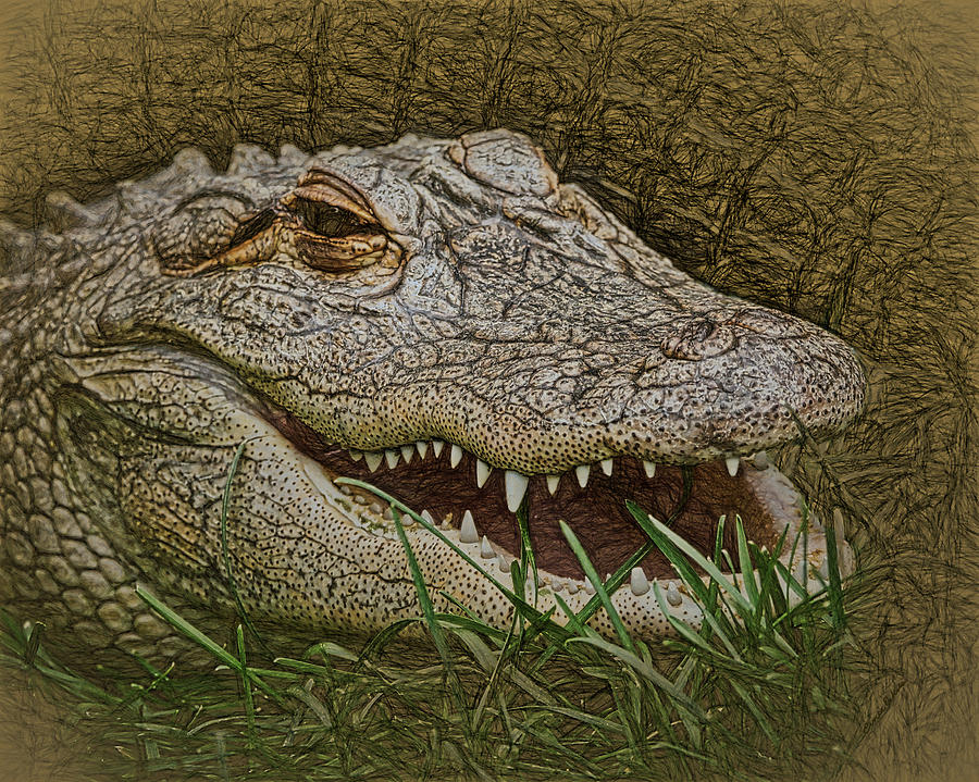 The Alligator Digital Art by Ernest Echols