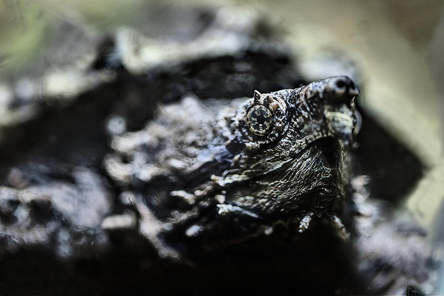 The Alligator Snapping Turtle Photograph by JC Findley