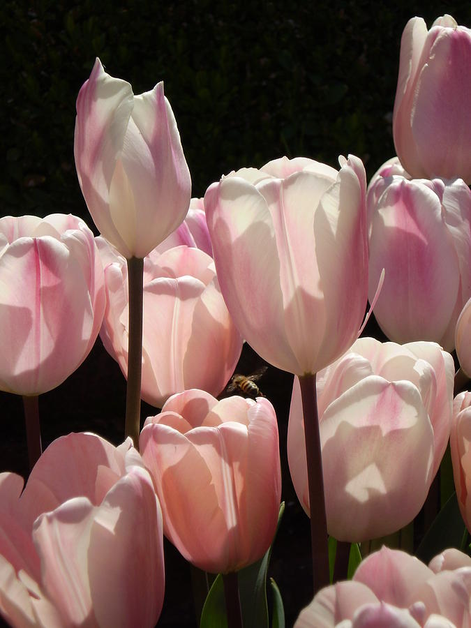 The Allure of Tulips Photograph by Sandy Fisher