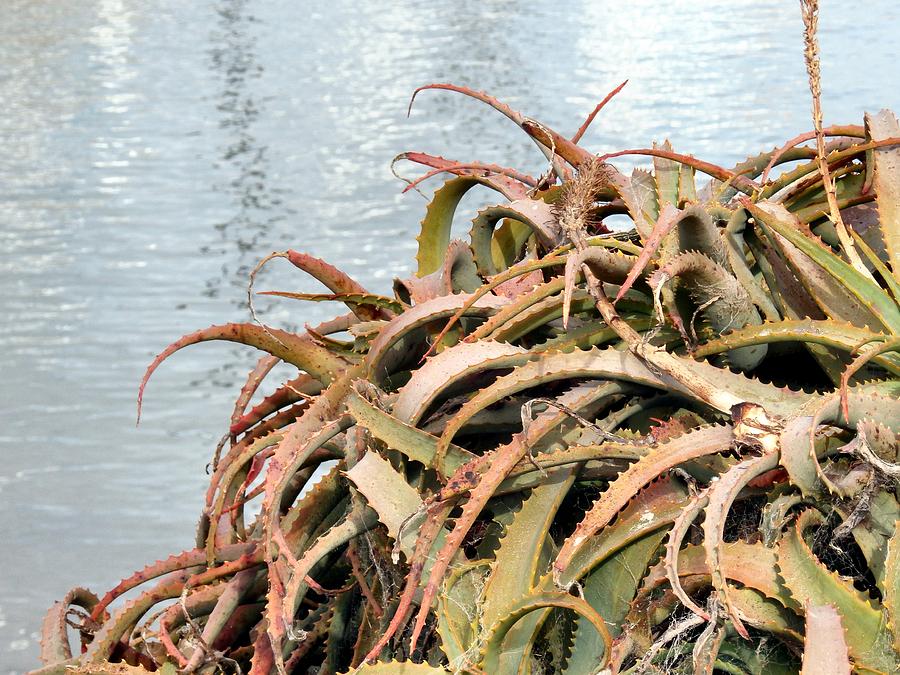 The Aloes Of Monterey Photograph