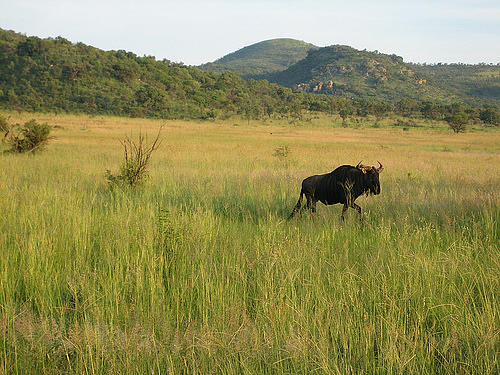 Animal Photograph - The Aloness bison by Siddarth Rai