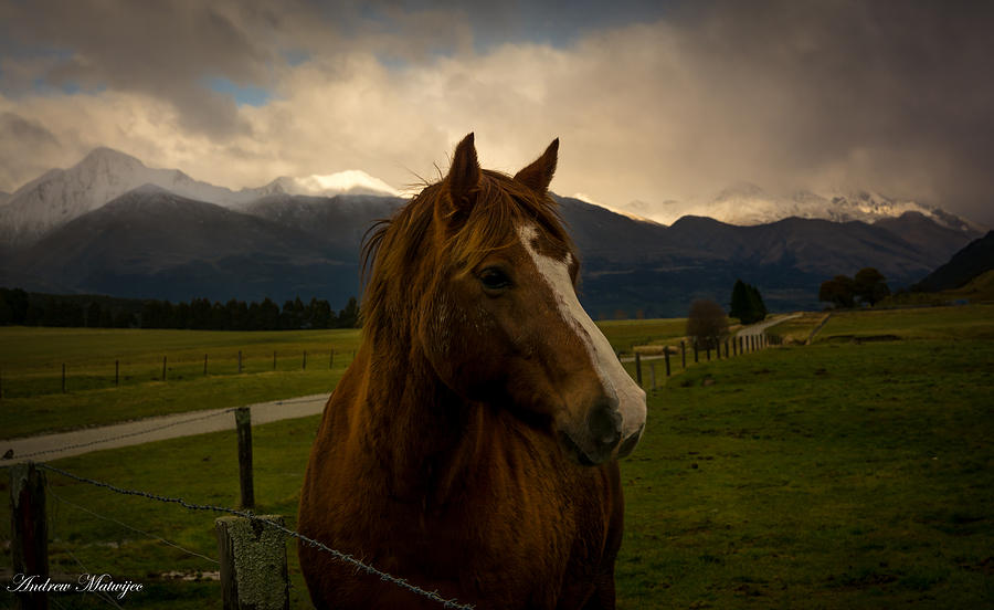 The Alpine Pasture Photograph by Andrew Matwijec