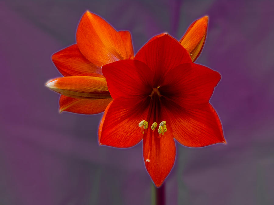 The Amarilis Photograph by David Bishop - Fine Art America