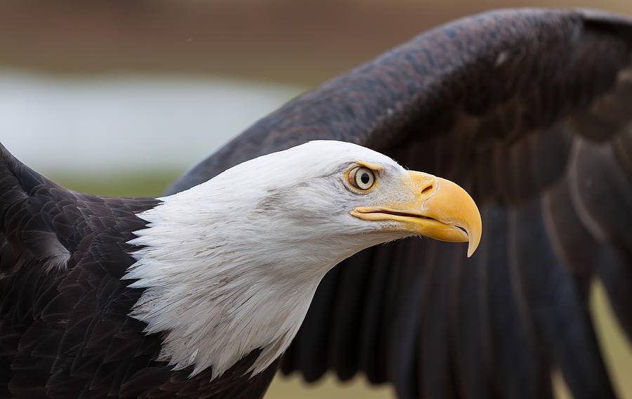 The Amazing Bald Eagle Photograph by Vicki Stansbury