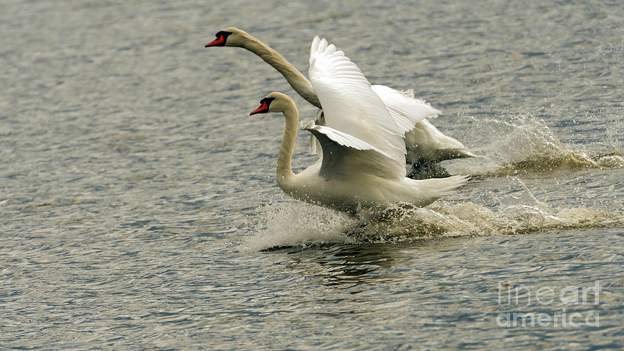 The Amazing Swan Race Photograph by Sam Rino