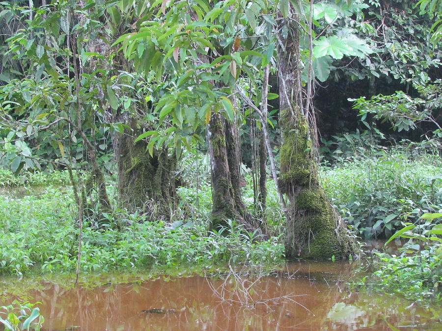 The Amazon Forest Photograph by Patti Valenti | Fine Art America