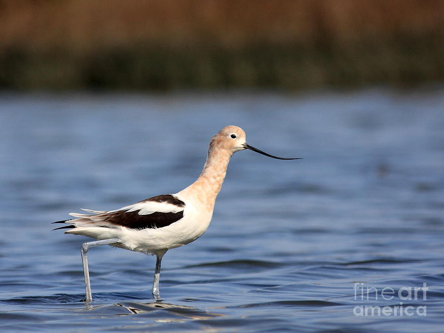 The American Avocet Photograph by Wingsdomain Art and Photography