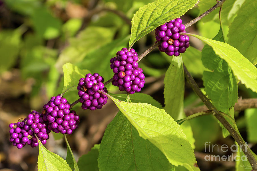 The American Beautyberry Photograph by Jennifer White