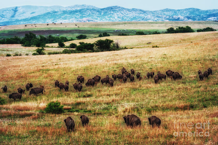 The American Bison Herd Photograph by Tamyra Ayles