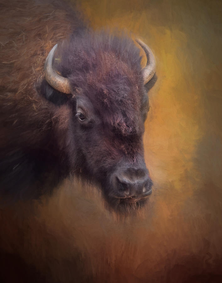 The American Bison II Photograph by David and Carol Kelly