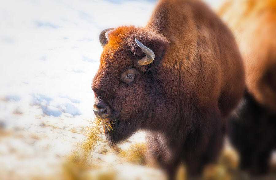 The American Bison Photograph by Karol Livote
