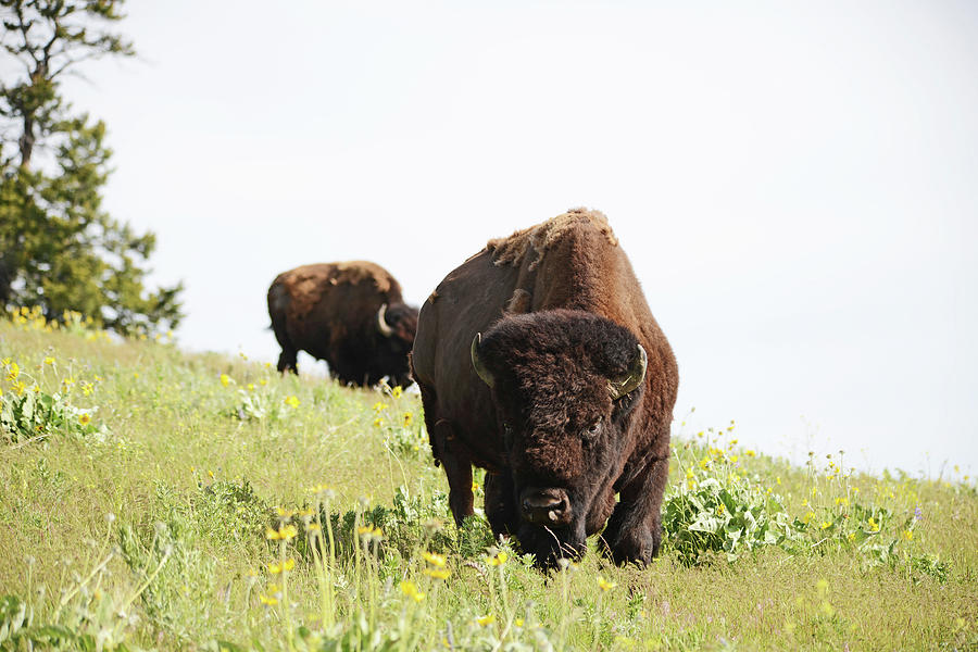 The American Bison Photograph by Whispering Peaks Photography