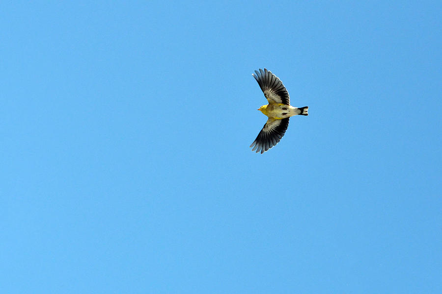goldfinch in flight