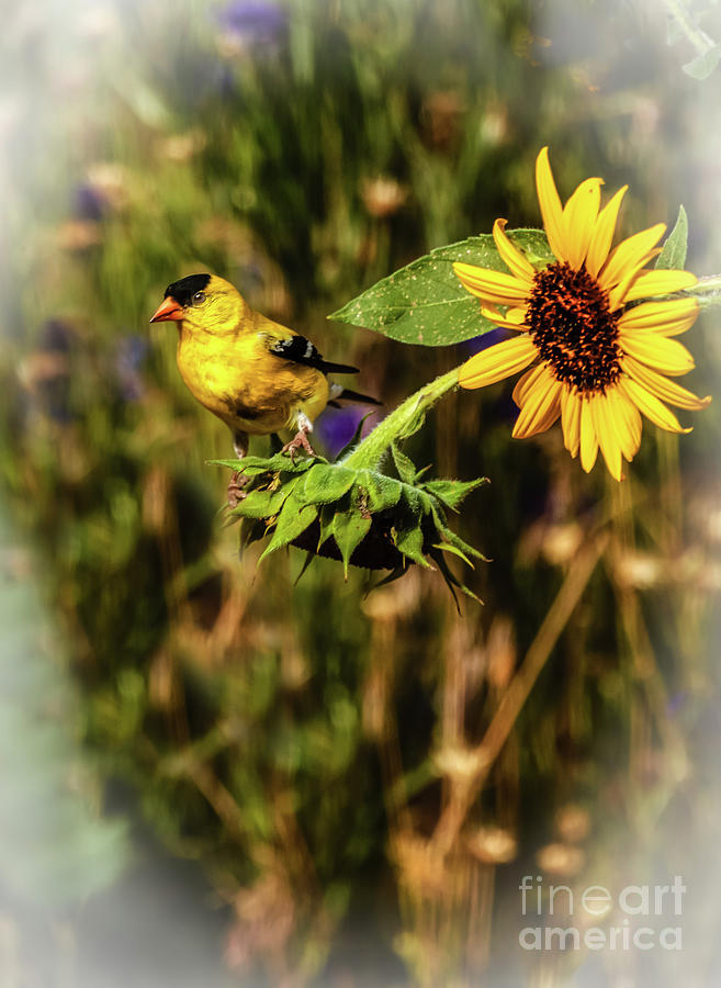 The American Goldfinch Photograph by Robert Bales