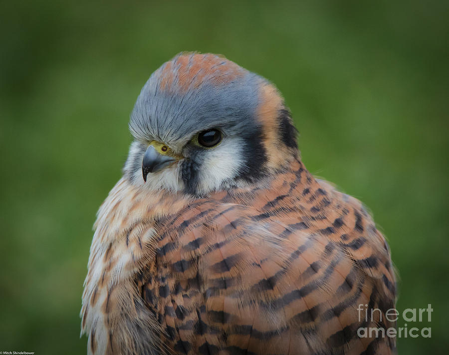 The American Kestrel Photograph by Mitch Shindelbower