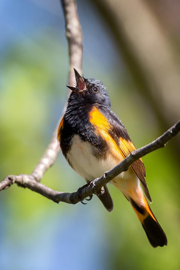 Warbler Photograph - The American Redstart by Bill Wakeley