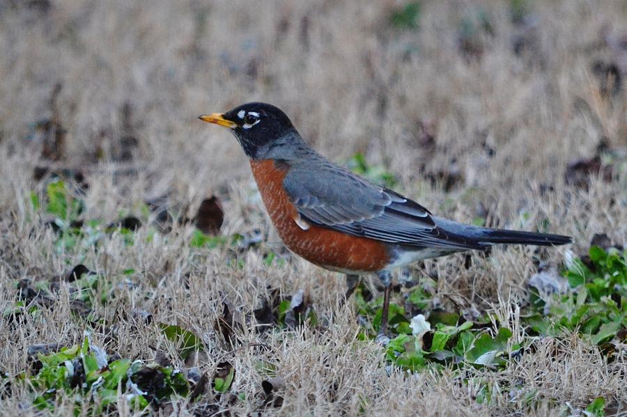 The American Robin Photograph by Eileen Brymer
