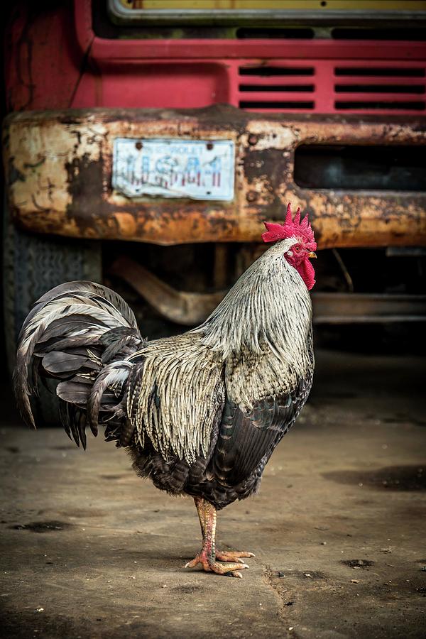 The American Rooster Photograph by Sandra Burm - Fine Art America