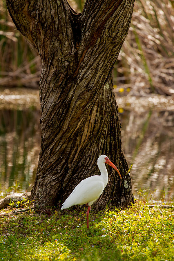 The American White Ibis Photograph by Brent L Ander