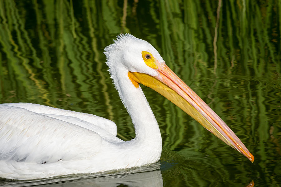 The American White Pelican Photograph by Debra Martz