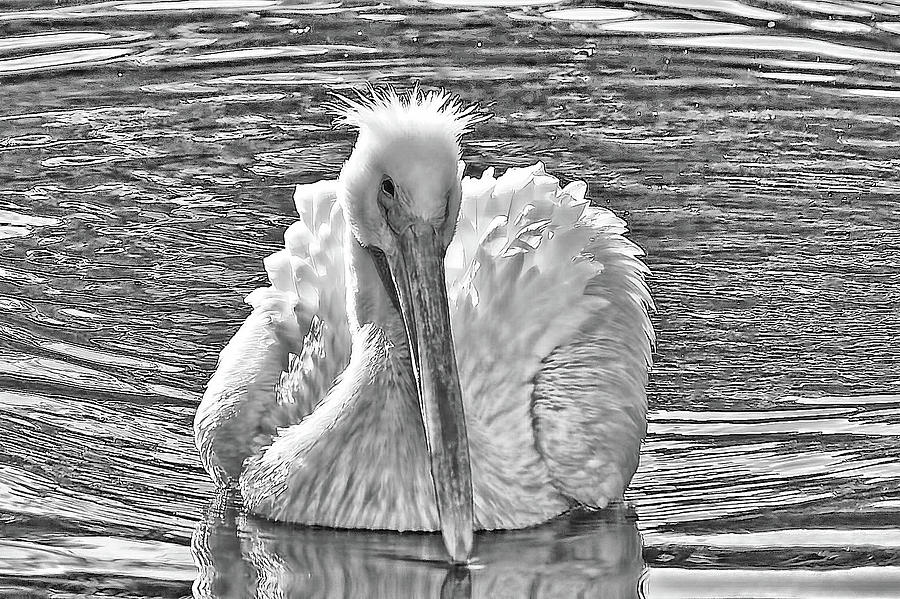The American White Pelican Photograph by HH Photography of Florida