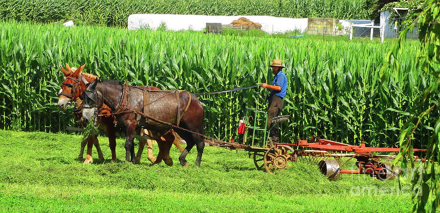 The Amish Farmer Photograph by Eunice Warfel